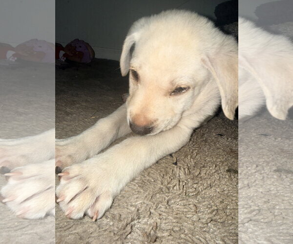 Medium Photo #2 Labrador Retriever-Unknown Mix Puppy For Sale in The Woodlands, TX, USA
