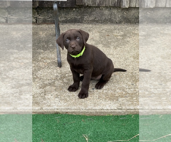 Medium Photo #6 Labrador Retriever Puppy For Sale in LISBON, CT, USA