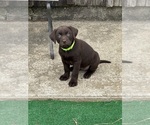 Small #5 Labrador Retriever