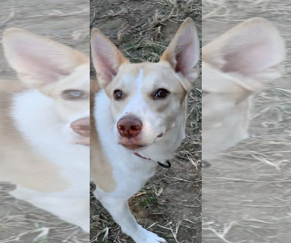 Medium Photo #1 Huskies -Retriever  Mix Puppy For Sale in The Woodlands, TX, USA