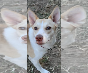 Huskies -Retriever Mix Dogs for adoption in The Woodlands, TX, USA