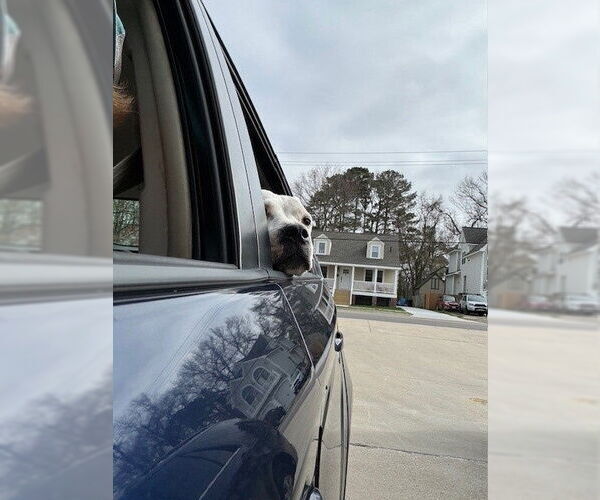 Medium Photo #14 Mutt Puppy For Sale in Virginia Beach, VA, USA