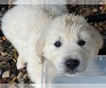 Small #1 English Cream Golden Retriever