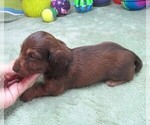 Small #6 Dachshund