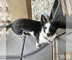 Maisie - Female Jack Russell Terrier-Unknown Mix Dog for Adoption - Photo #2
