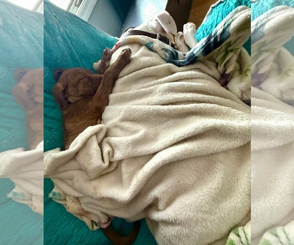 Medium Photo #3 American Pit Bull Terrier-Unknown Mix Puppy For Sale in Germantown, OH, USA