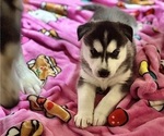 Puppy Little Sheba Siberian Husky