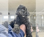 Puppy Logan Labradoodle