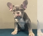 Small Photo #1 French Bulldog Puppy For Sale in KANSAS CITY, MO, USA