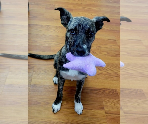 Medium Photo #2 American Pit Bull Terrier-German Shepherd Dog Mix Puppy For Sale in McDonough, GA, USA