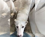 Small #17 Great Pyrenees Mix