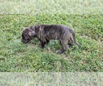 Puppy Blue boyblack Cane Corso