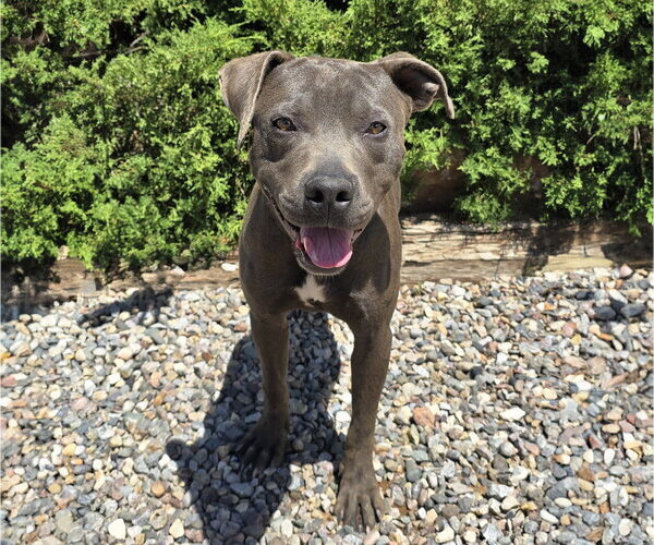 Medium Photo #2 American Staffordshire Terrier Puppy For Sale in Albuquerque, NM, USA