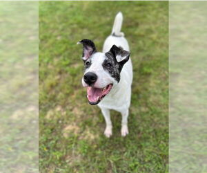 Sally Ann - Female Canaan Dog-Unknown Mix Dog for Adoption - Photo #3