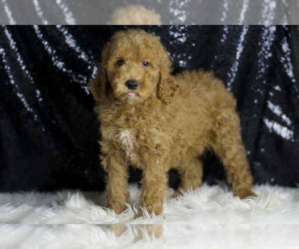 Medium Photo #2 Goldendoodle (Miniature) Puppy For Sale in WARSAW, IN, USA