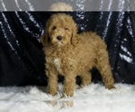 Small #1 Goldendoodle (Miniature)