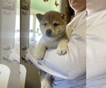 Hudson - Male Shiba Inu Puppy for Sale - Photo #4