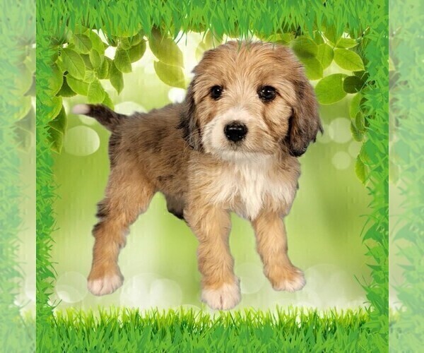 Medium Photo #15 Bernedoodle (Miniature) Puppy For Sale in BLACK FOREST, CO, USA