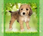 Small Photo #64 Bernedoodle (Miniature) Puppy For Sale in BLACK FOREST, CO, USA