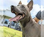 Small #3 American Pit Bull Terrier Mix