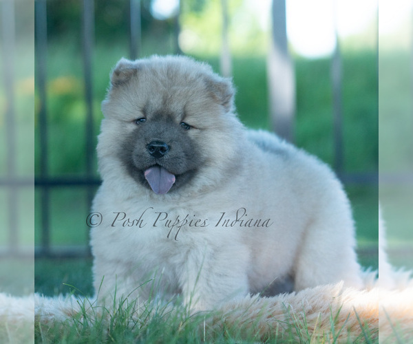 Medium Photo #25 Chow Chow Puppy For Sale in WARSAW, IN, USA