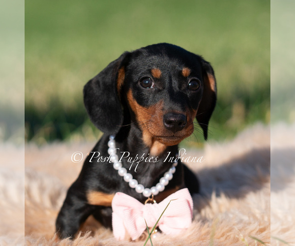 Medium Photo #2 Dachshund Puppy For Sale in WARSAW, IN, USA