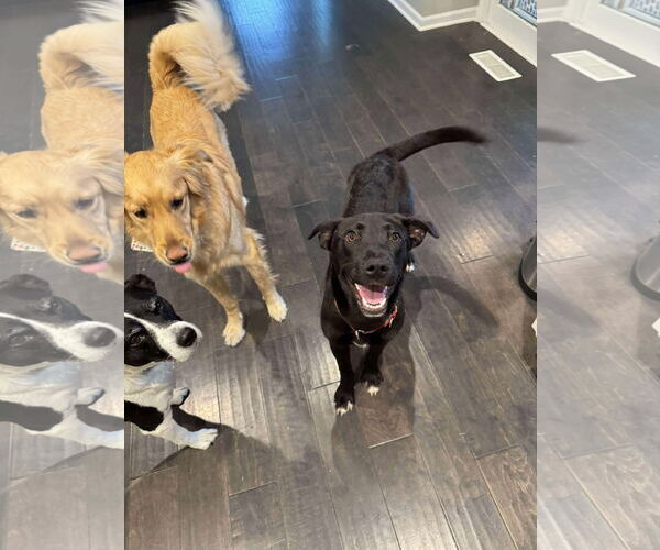 Medium Photo #5 Labrador Retriever-Unknown Mix Puppy For Sale in Overland Park, KS, USA