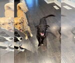 Small #4 Labrador Retriever Mix