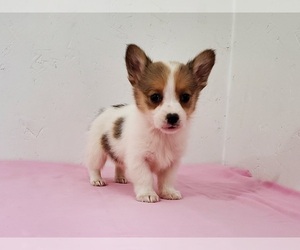 Pembroke Welsh Corgi Puppy for sale in CLARK, MO, USA