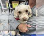 Small #1 Havanese
