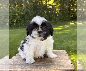 Shih Tzu Puppy for Sale in MIDDLEBURY, Indiana USA