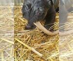 Small Photo #12 Scottish Terrier Puppy For Sale in WHITEWOOD, SD, USA
