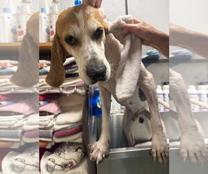 Wyatt - Male Beagle Dog for Adoption - Photo #9