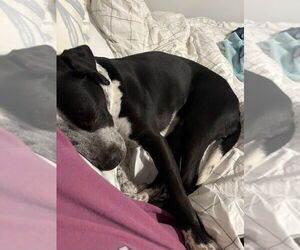 Cosma - Female Pointer-Unknown Mix Dog for Adoption - Photo #6