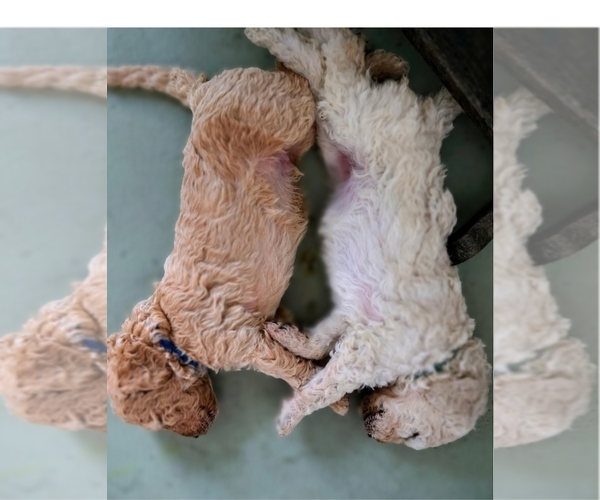 Medium Photo #2 Poodle (Standard) Puppy For Sale in WINCHESTER, TN, USA