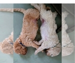 Small Photo #9 Poodle (Standard) Puppy For Sale in WINCHESTER, TN, USA