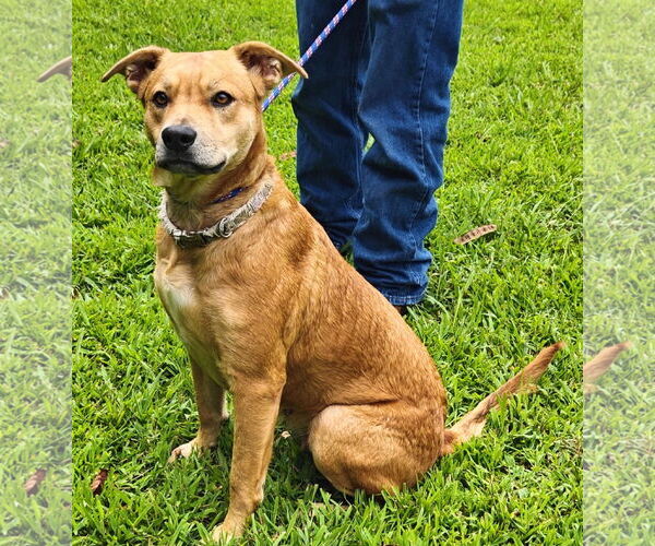 Medium Photo #15 Labrador Retriever-Unknown Mix Puppy For Sale in Talladega, AL, USA