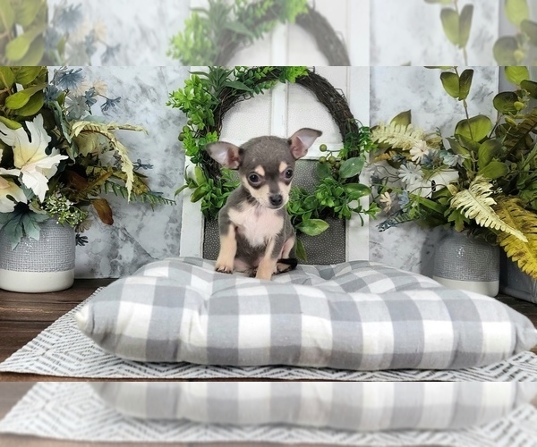 Medium Photo #1 Chihuahua Puppy For Sale in NAPLES, FL, USA