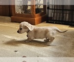 Small Photo #8 Dachshund Puppy For Sale in HARTFORD, MI, USA