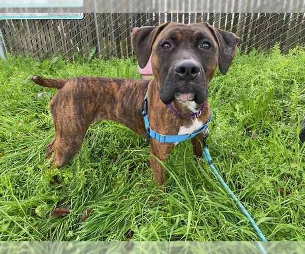 Medium Photo #2 Boxer-Unknown Mix Puppy For Sale in Santa Rosa, CA, USA