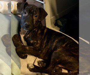 Plott Hound Dogs for adoption in Okolona, MS, USA