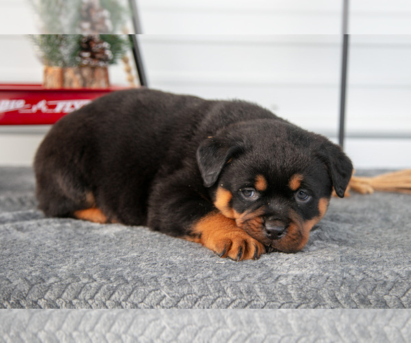 Medium Photo #25 Rottweiler Puppy For Sale in BRYANT, IN, USA