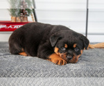 Small Photo #25 Rottweiler Puppy For Sale in BRYANT, IN, USA