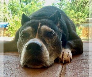 Marni - Female Boxer-Unknown Mix Dog for Adoption - Photo #5