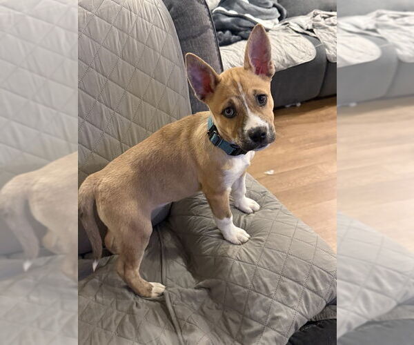 Medium Photo #1 Siberian Husky-Unknown Mix Puppy For Sale in Shermans Dale, PA, USA