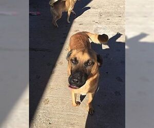 Retriever -Unknown Mix Dogs for adoption in Dana Point, CA, USA