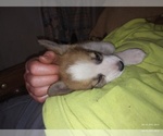 Small Photo #5 Pembroke Welsh Corgi Puppy For Sale in ELLENSBURG, WA, USA