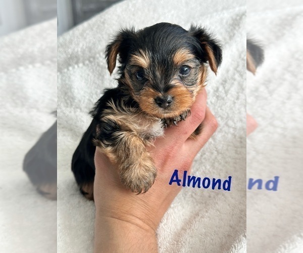 Medium Photo #10 Yorkshire Terrier Puppy For Sale in FONTANA, CA, USA