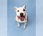 Small Staffordshire Bull Terrier