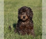 Small #2 Goldendoodle (Miniature)